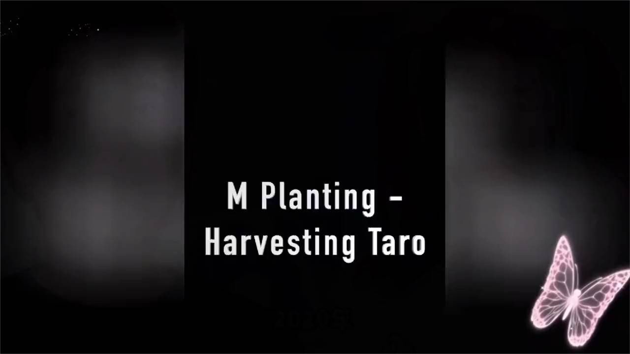 61岁张曼玉退休种菜，亲自收芋头满满一盆，有钱有闲生活惬意