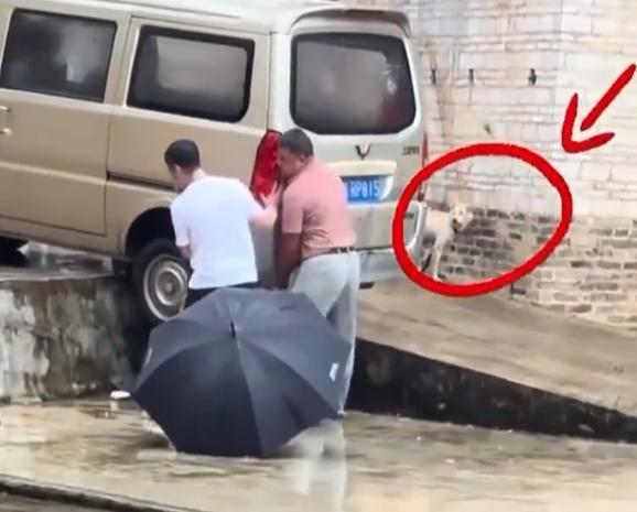 “哭笑不得”！广东，一辆面包车卡在台阶上，几个人正在全力，结果一旁的狗看热闹看的