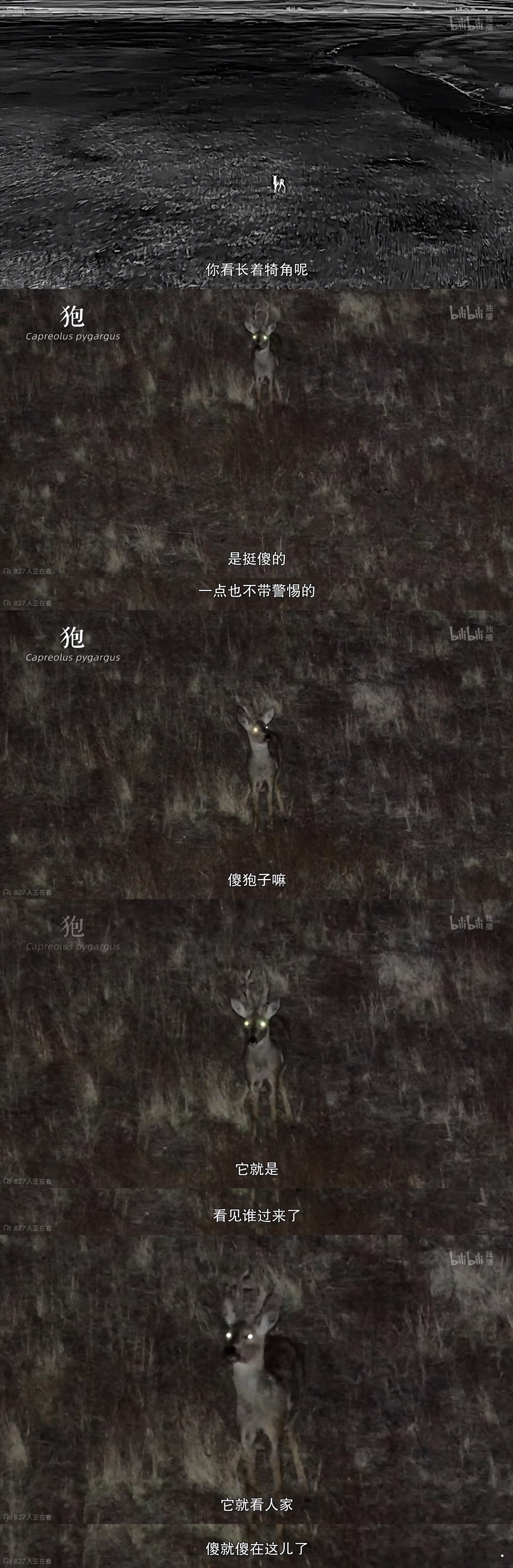 好萌啊…动物也都有自己的事情要忙/生命奇观 ​​​