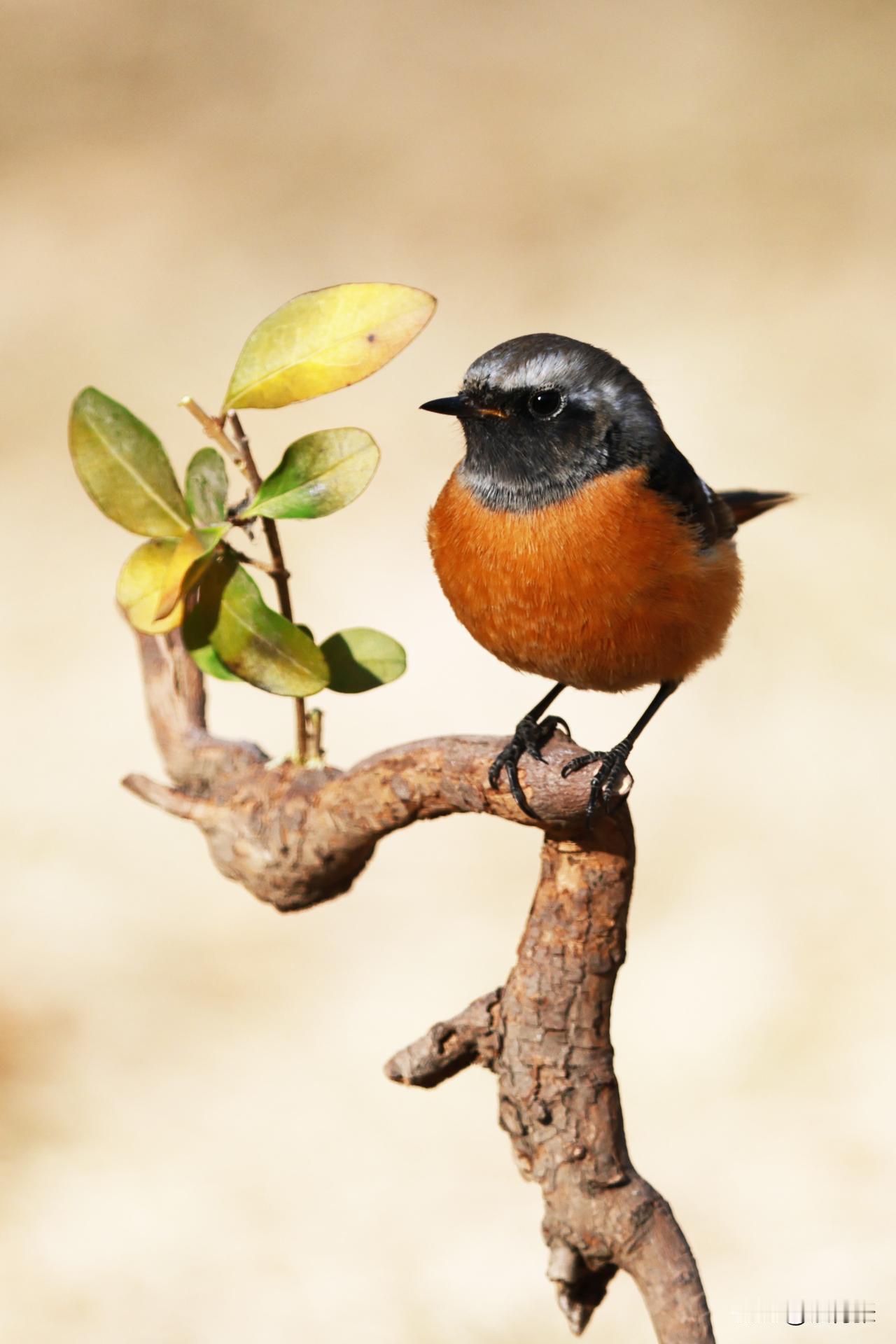 玉渊潭公园的北红尾鸲