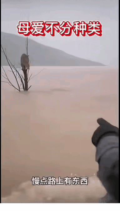 突然而来的大暴雨冲散了猫妈妈的小家，几个孩子被大水冲走，猫妈妈叼起最近的一只猫崽