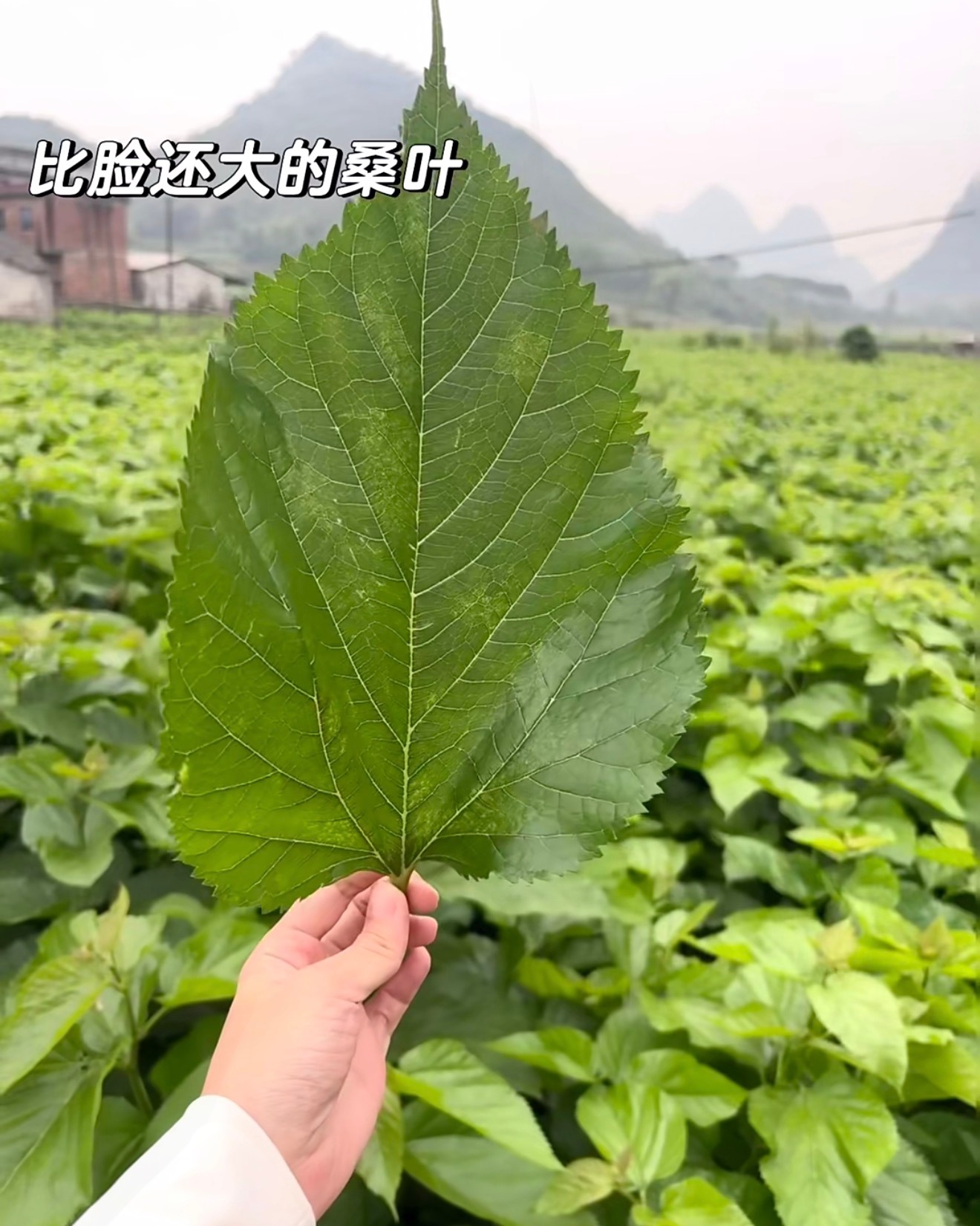 第一次见叶子比脸还长的花刷新认知的超长叶片桑叶，每一片都比人脸更长，翠绿飘逸，摘