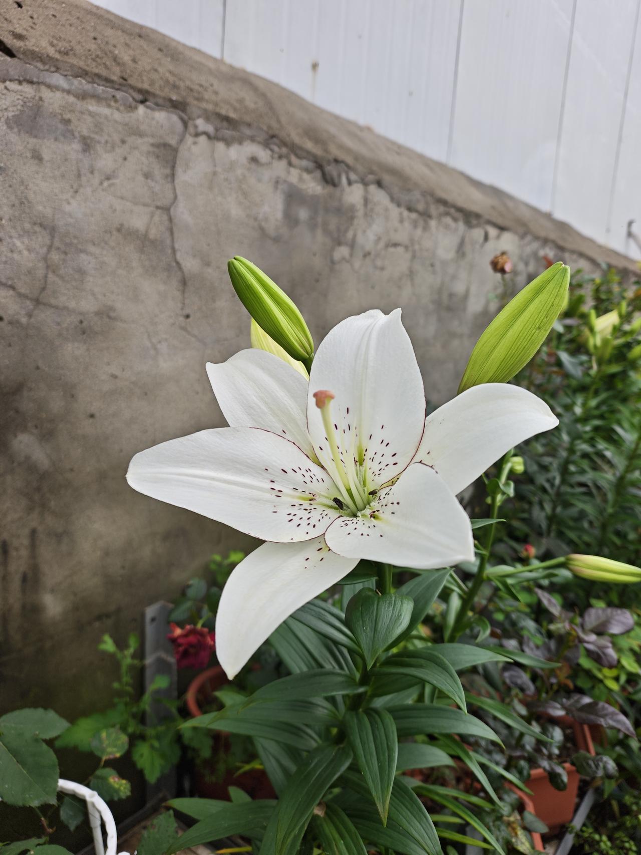 分享一张花开的照片