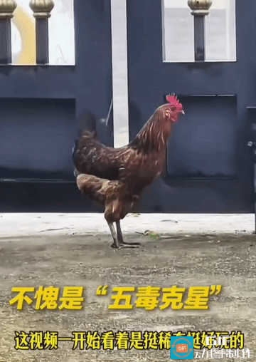 雄鸡吞恶蛇！看懂瞬间热血拉满
 
央视这段雄鸡生吞毒蛇的视频，第一眼看着新奇好玩