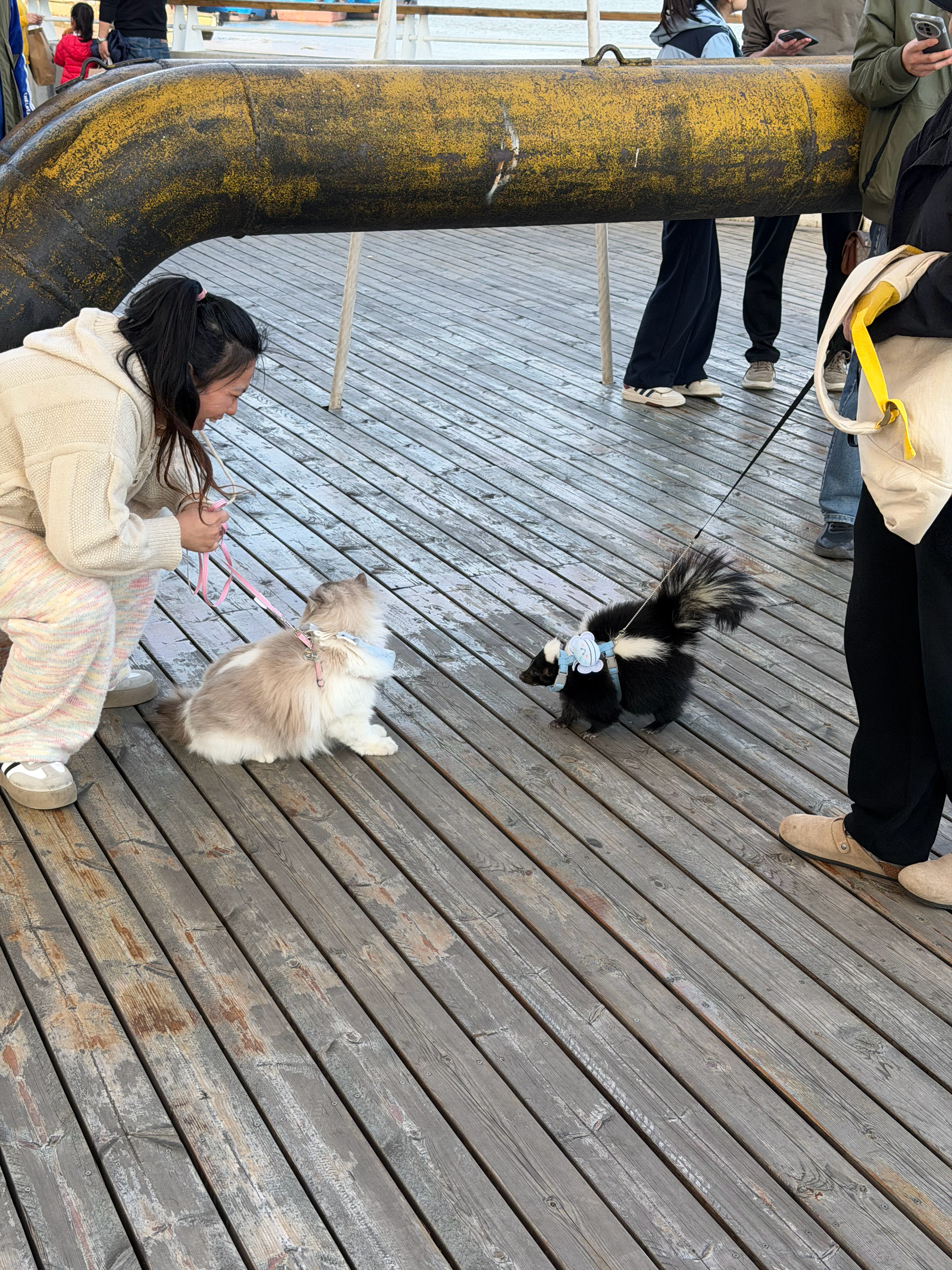 早上好，还有人养臭鼬出来遛呢