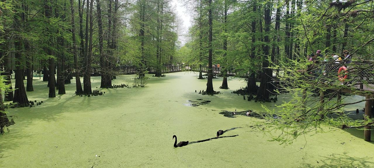 白毛浮绿水，红掌拨清波。