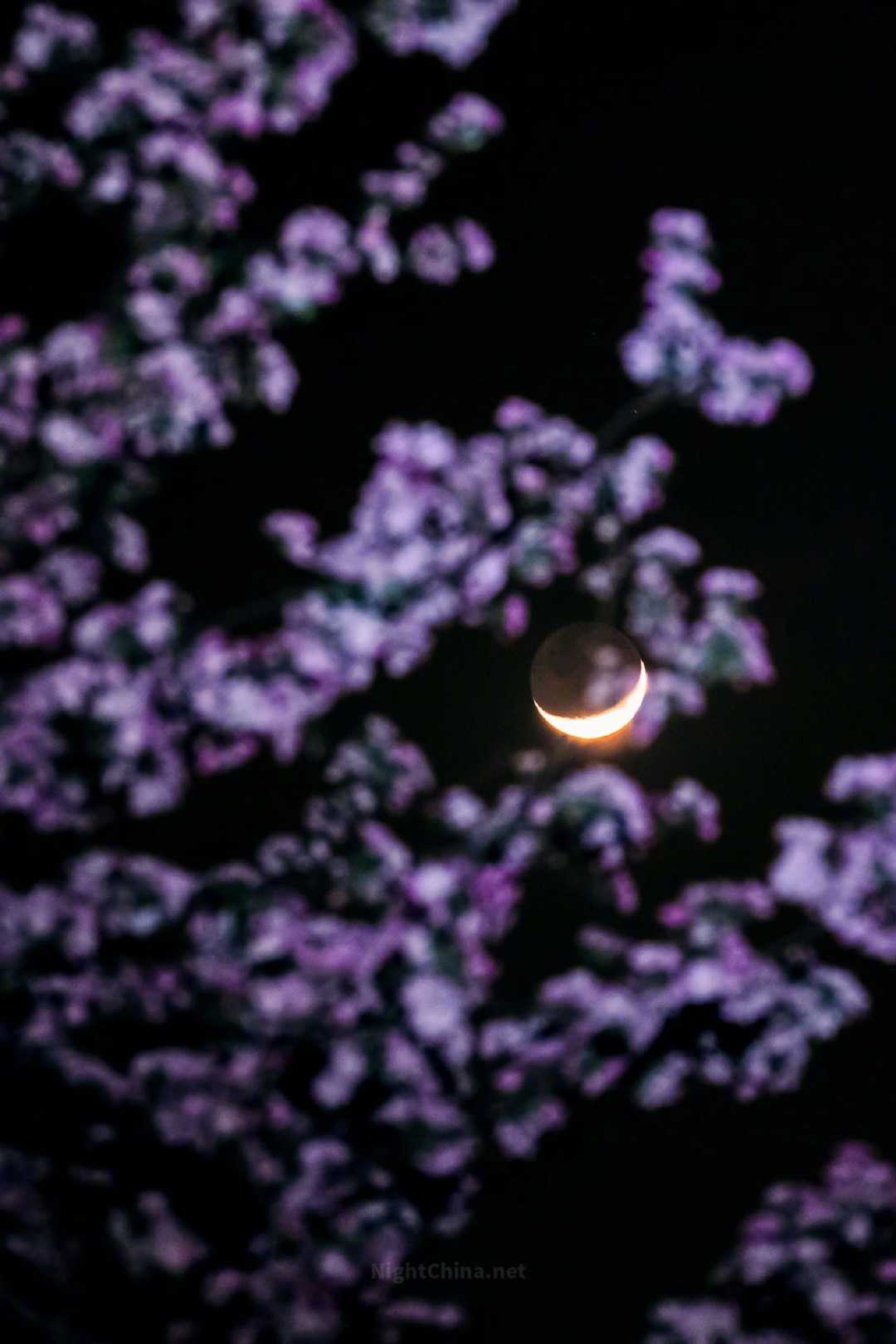 一弯月牙泊在海棠枝头，像是倦了，收起满天清辉，只留一捧暖光偎在花间。粉紫的花影漫