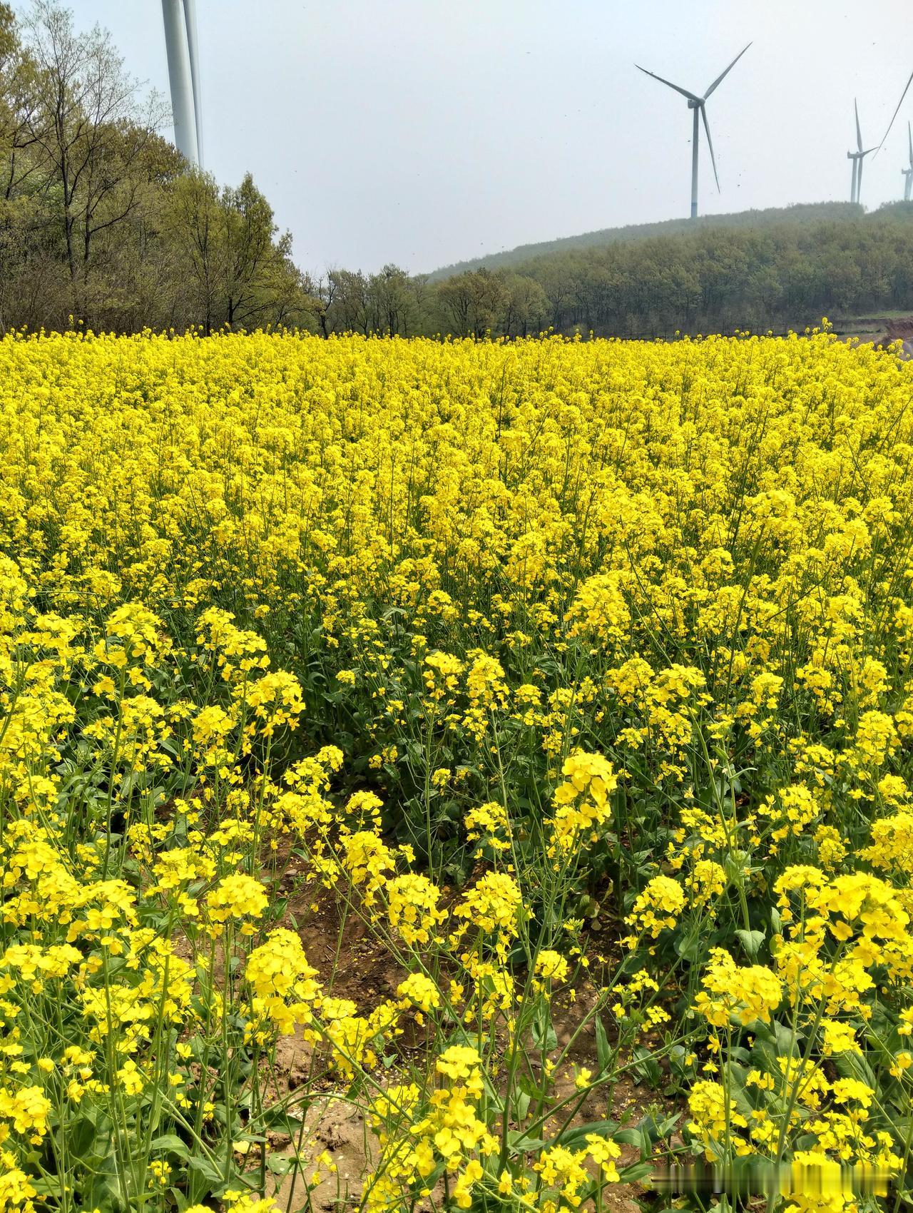 无需到婺源，天下皆婺源
婺源的美，不只是一个地名，更是一种意境：

白墙黛瓦、梯