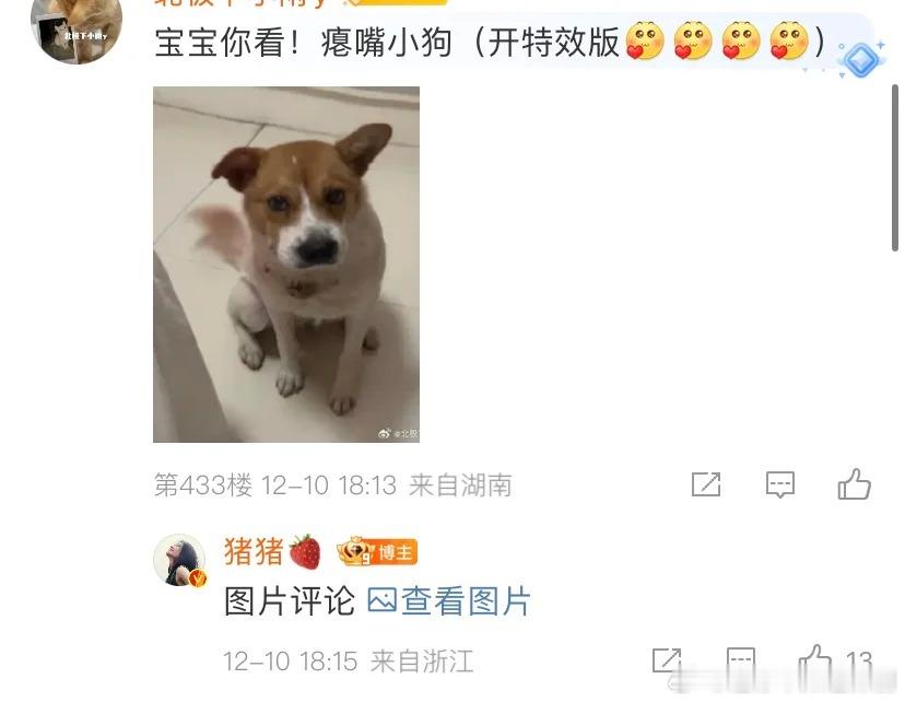 卢昱晓  卢昱晓把粉丝分享的猫猫狗狗做成了表情包，好可爱啊！ 