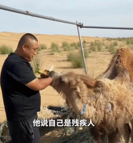 内蒙古鄂尔多斯，一头断了腿的母骆驼即将被宰杀，尽管站立艰难，仍用身体紧紧护着身旁
