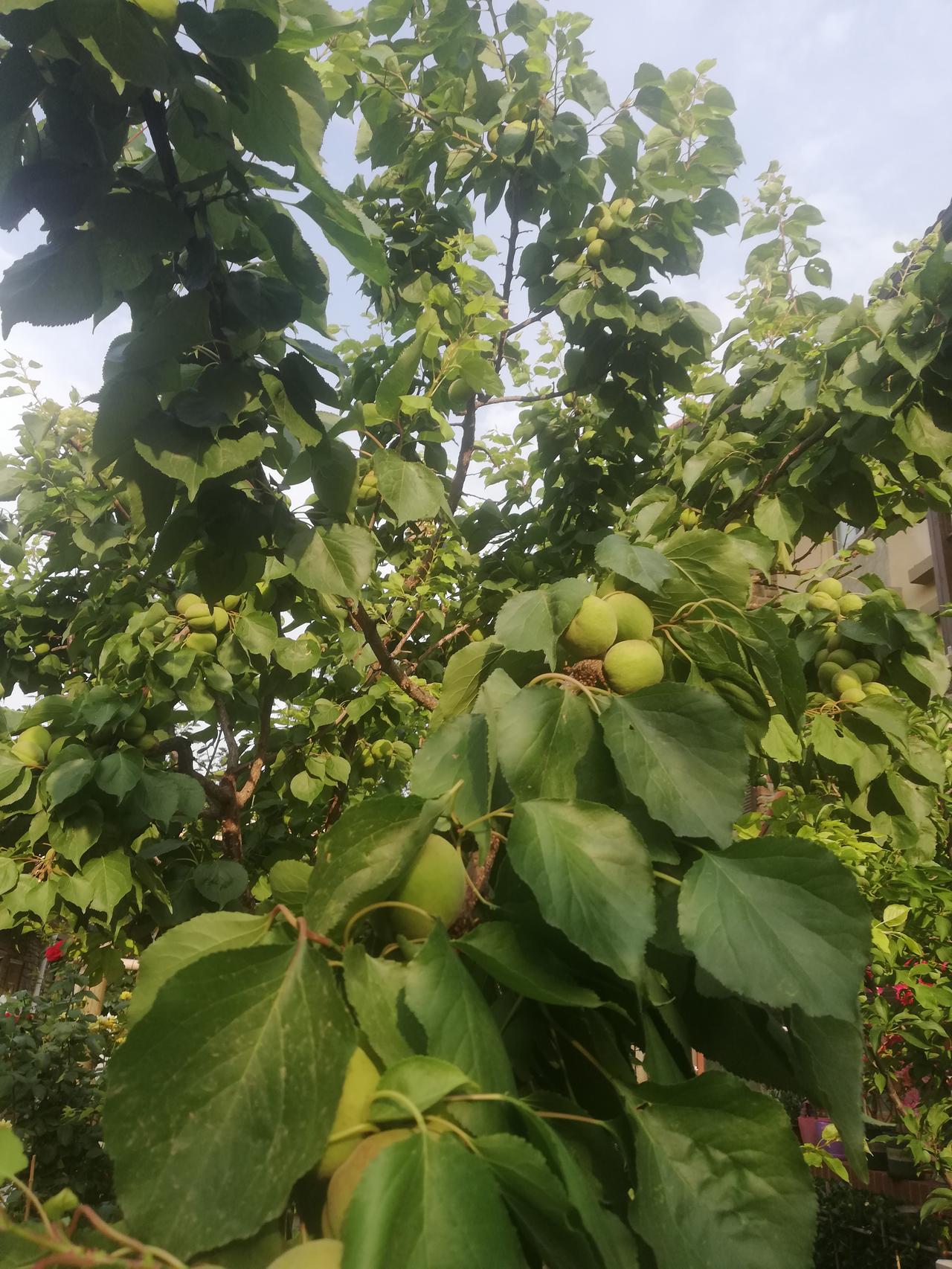 卜算子～寄望

花落任风吹，
枝上青杏小。
沐浴春光长势欢，
满目衰翁笑。

李