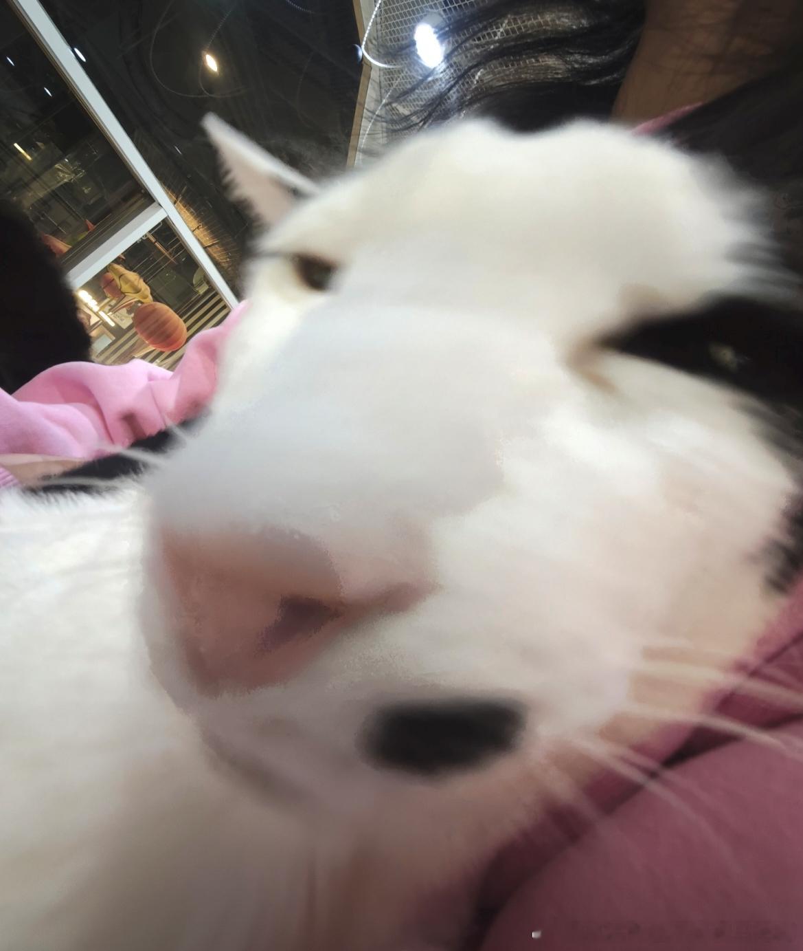 49191【八嘎猫】长得很丑 