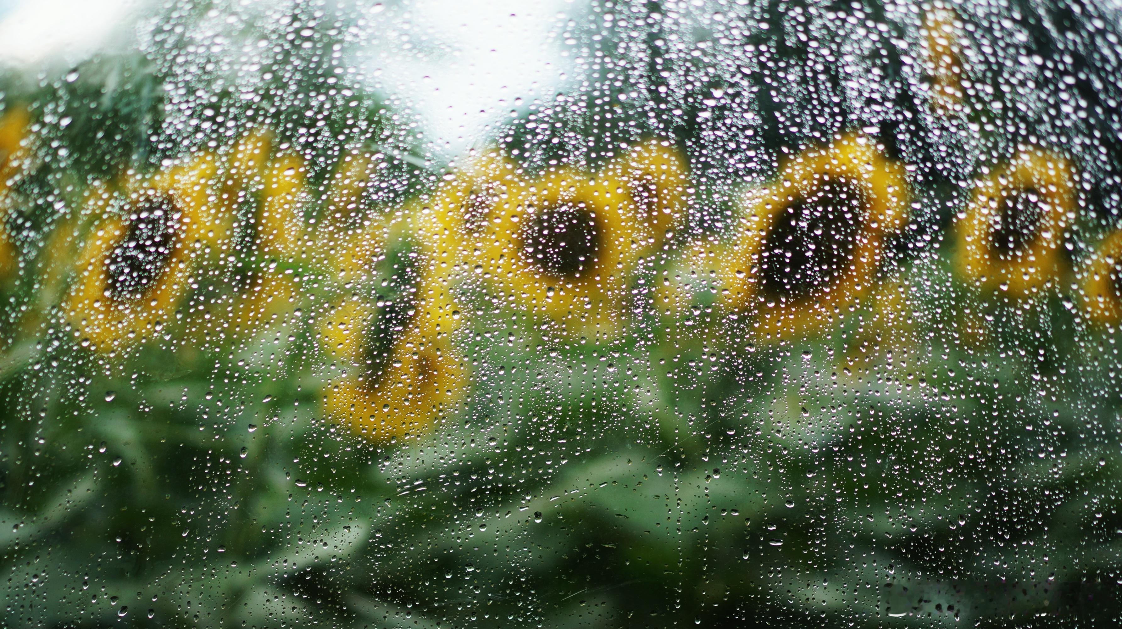 奥森｜花田野趣·雨后的向日葵 今年奥森的向日葵花海中搭配了一些治愈系的小装置，雨