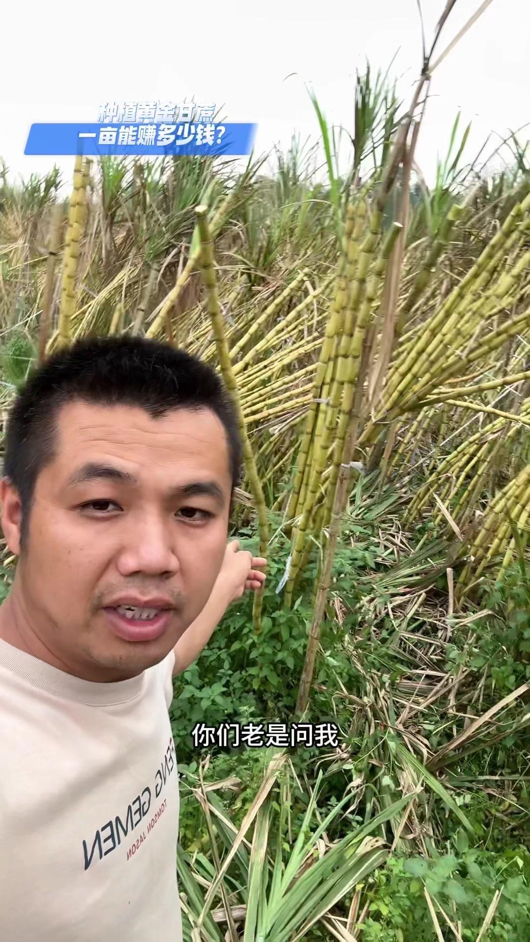 🌾🌾🌾种黄金甘蔗真的是一门高风险的投资吗？

💰你们老是问我，种这个黄金