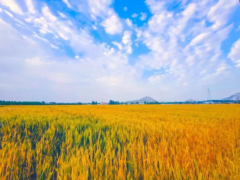 上联：夏雨荷花艳，下联才子请秋风麦田黄