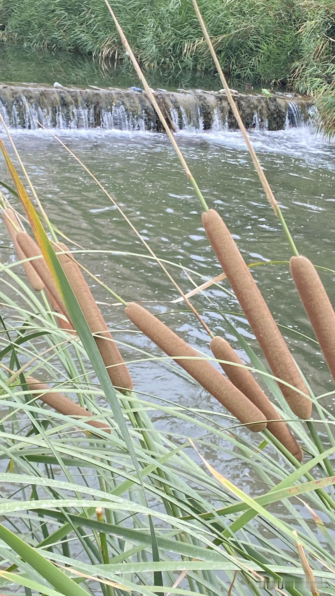 这个东西现在在大城市出现真是稀奇之物。

它长的很茂密，果实成熟硕大，看着非常喜