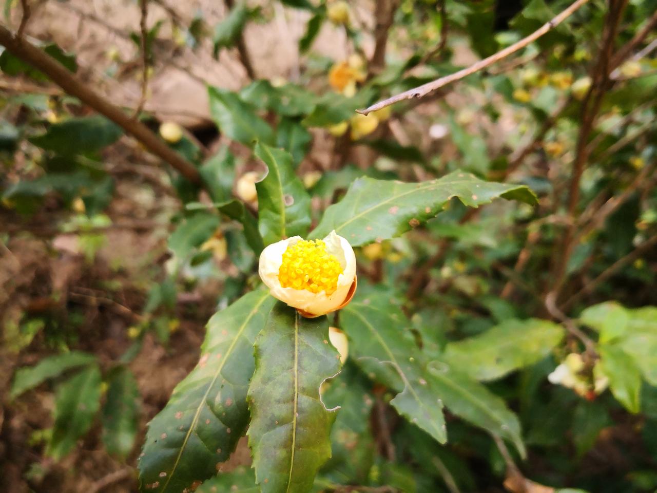 很多人爱渴茶，可不一定见过茶树，更没见过茶树开花。
前几天，我在乡村的山边偶遇了