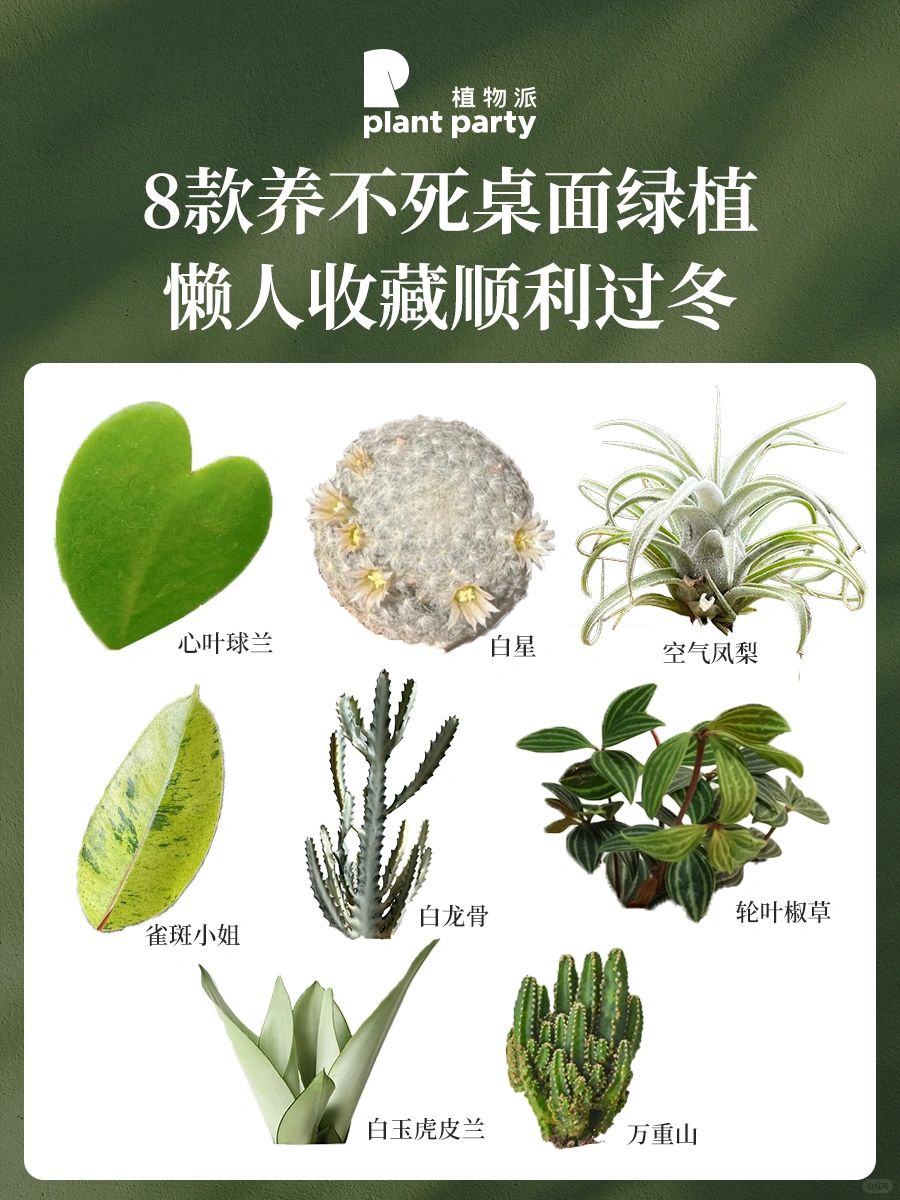 植物杀手收藏‼️8款养不死桌面植物‼️