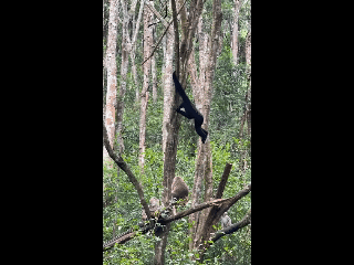 笑不活了！
一只长臂猿反复挑衅猕猴后荡树跑路，猴哥血压都高了。
不打架，就撩闲。
