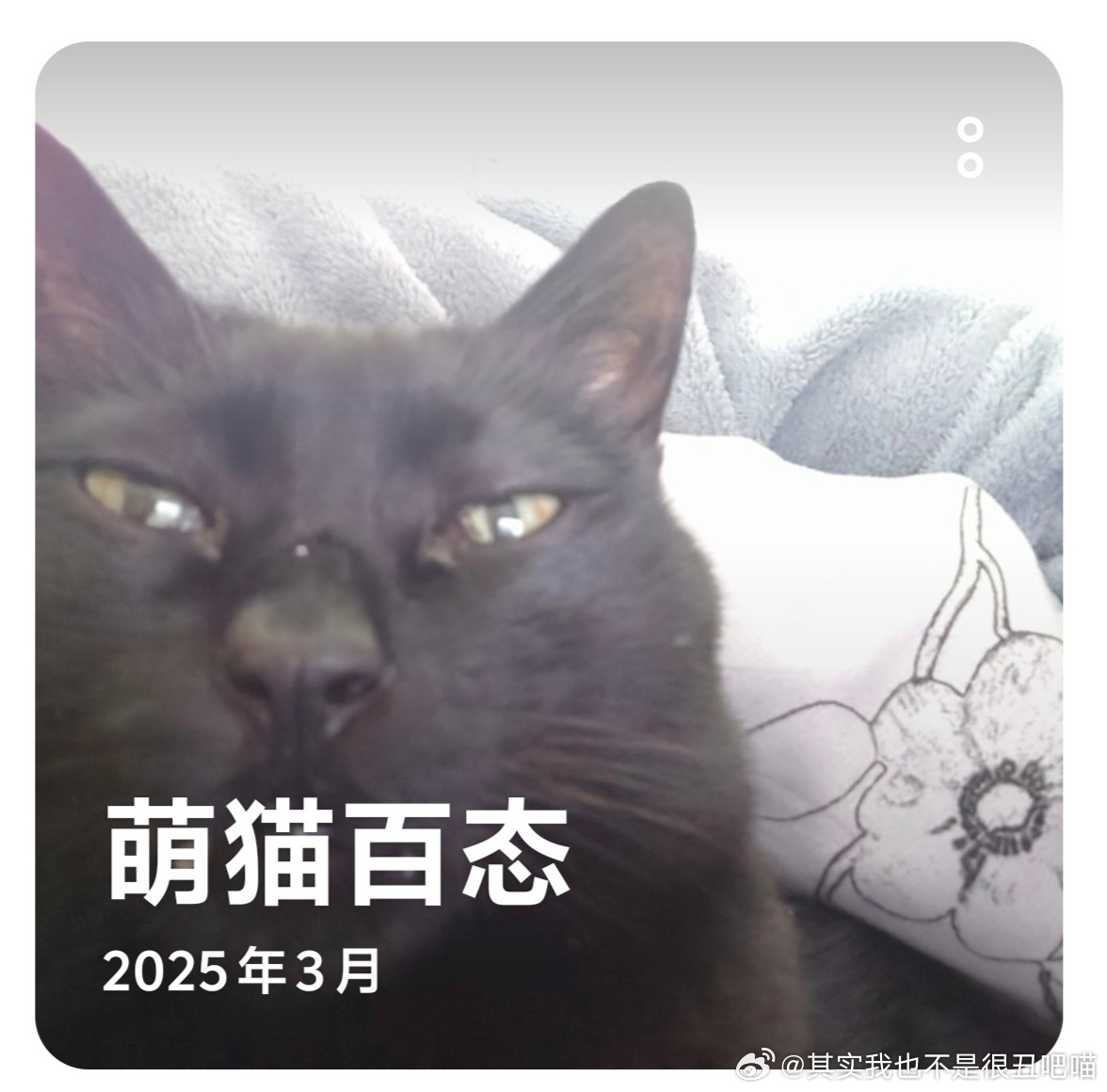 49810【丑猫】萌猫百态 