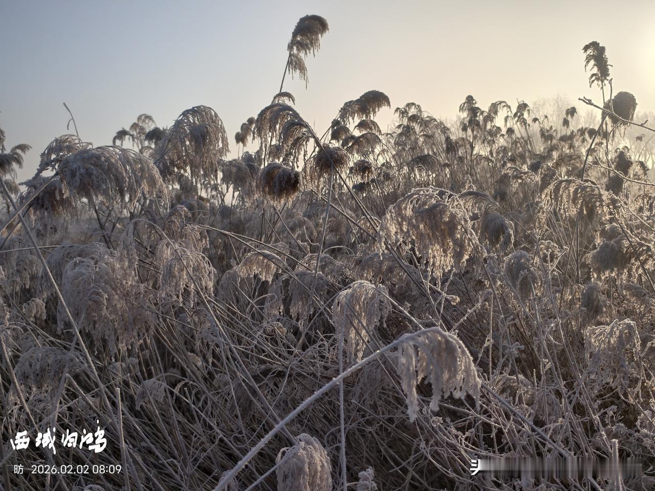 图说东营：蒹葭苍苍。芦苇东营最多的植物之一，生命力顽强，四季皆成景。芦花飞雪是初