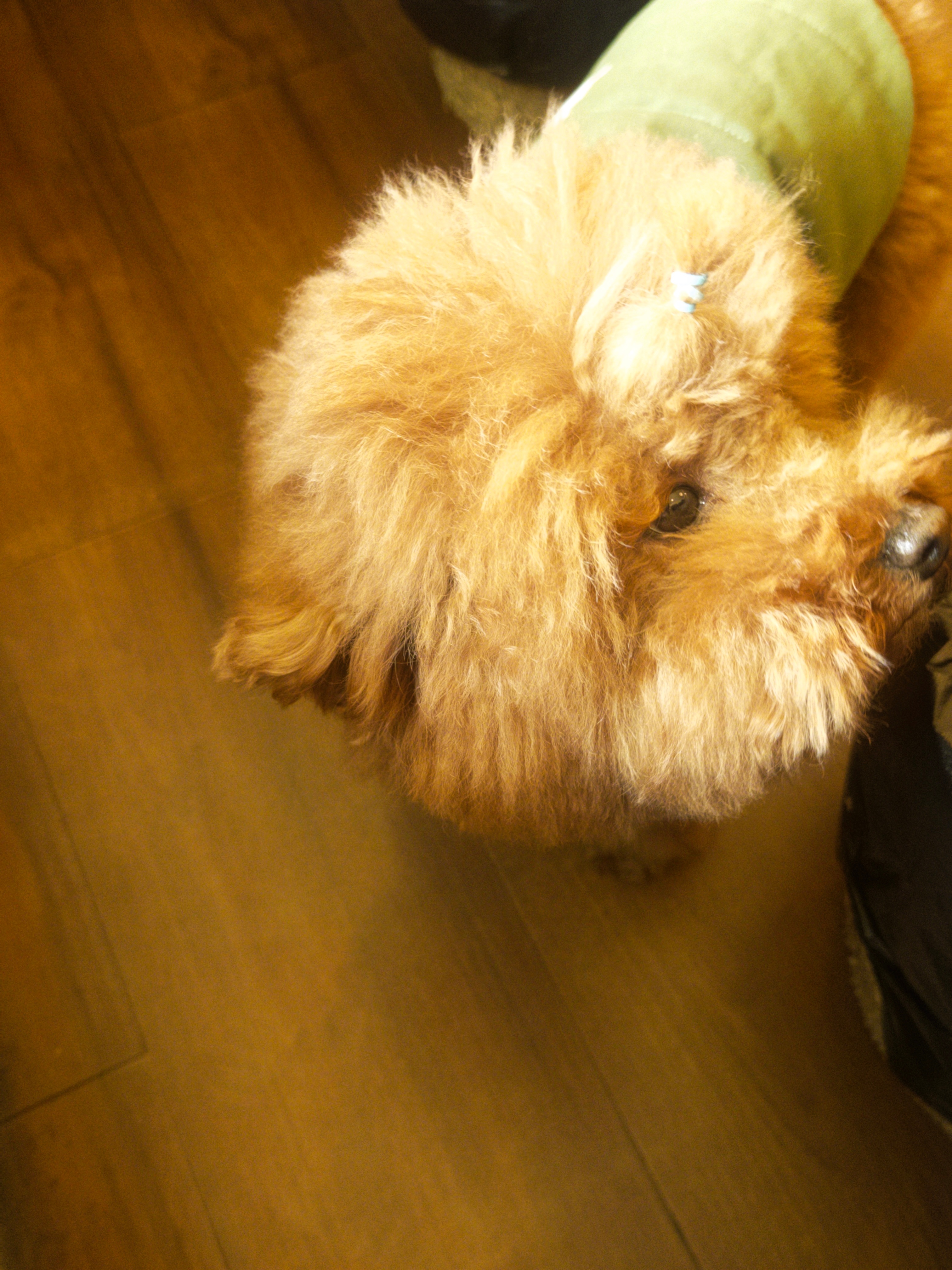 dazz 濾镜真不错 