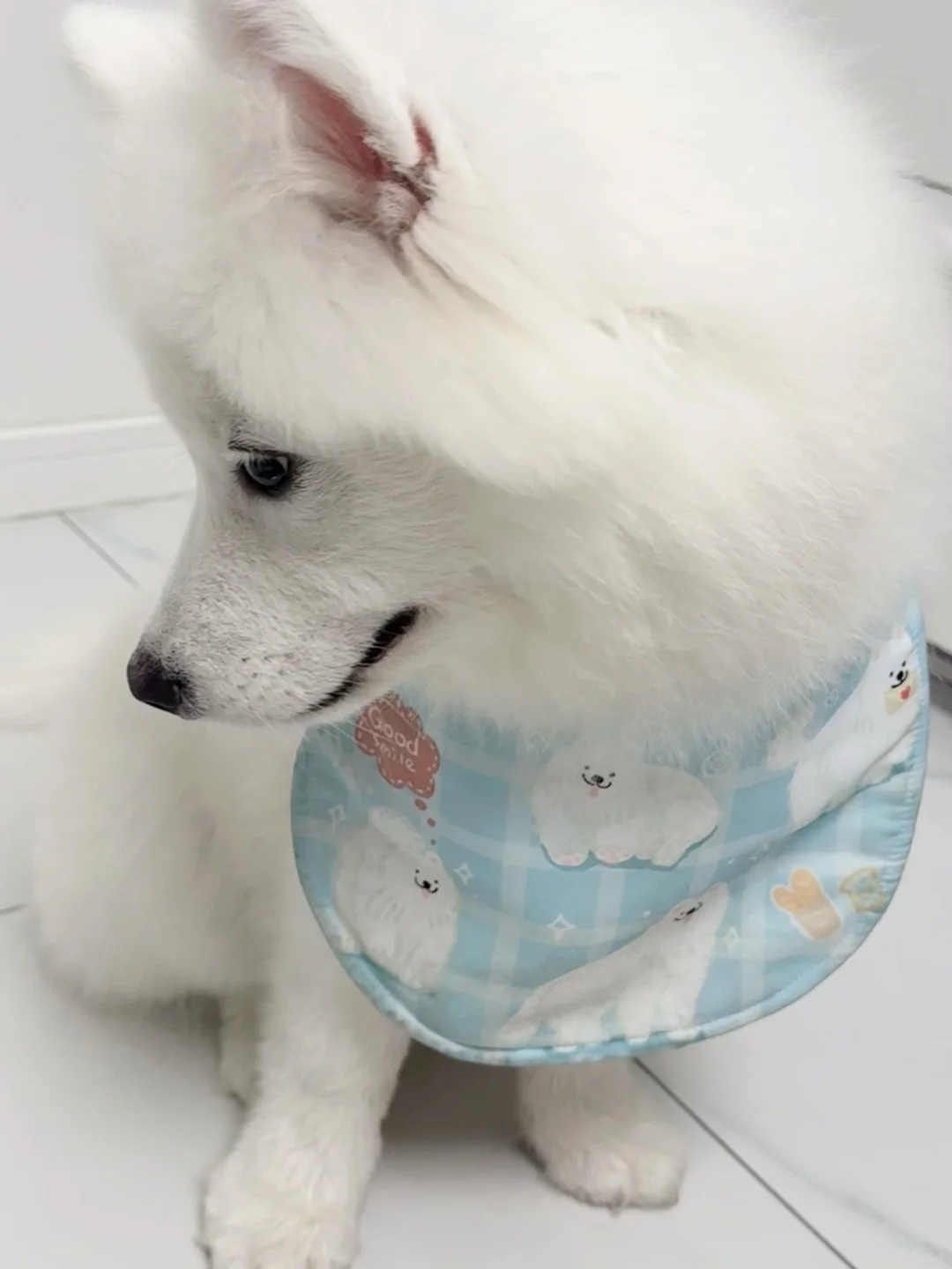 萨摩耶不洗澡看起来就香香的呀！