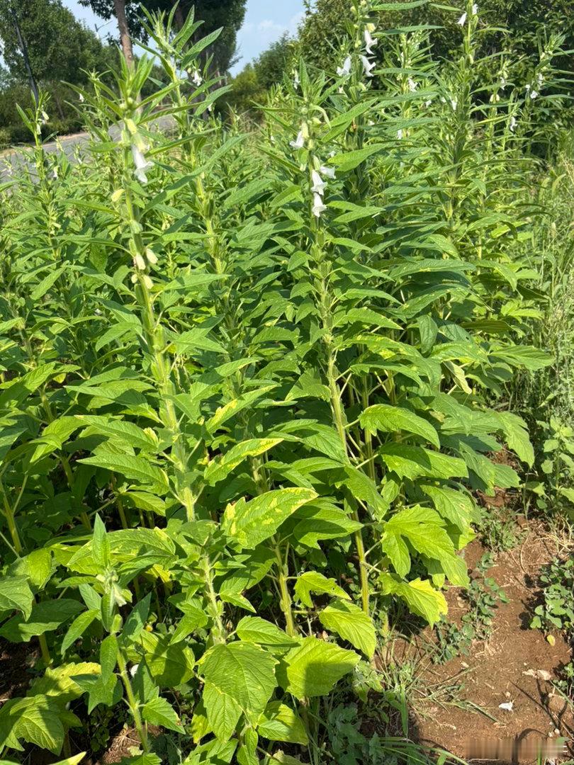 交易运行在行情的第七维度，一定要共振开仓。周期共振，多因素共振。 