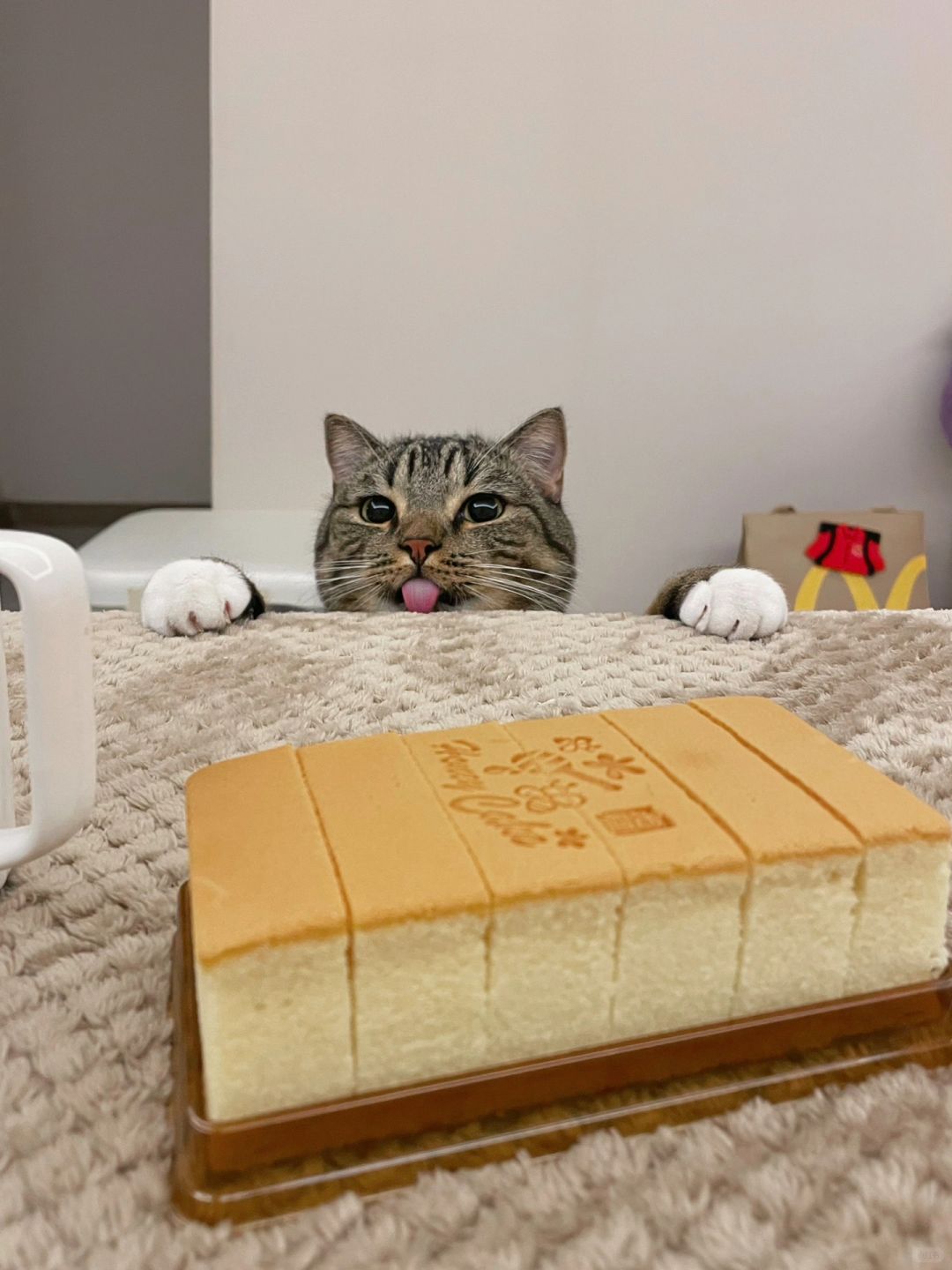 一定要小心这种看起来人畜无害的小猫咪