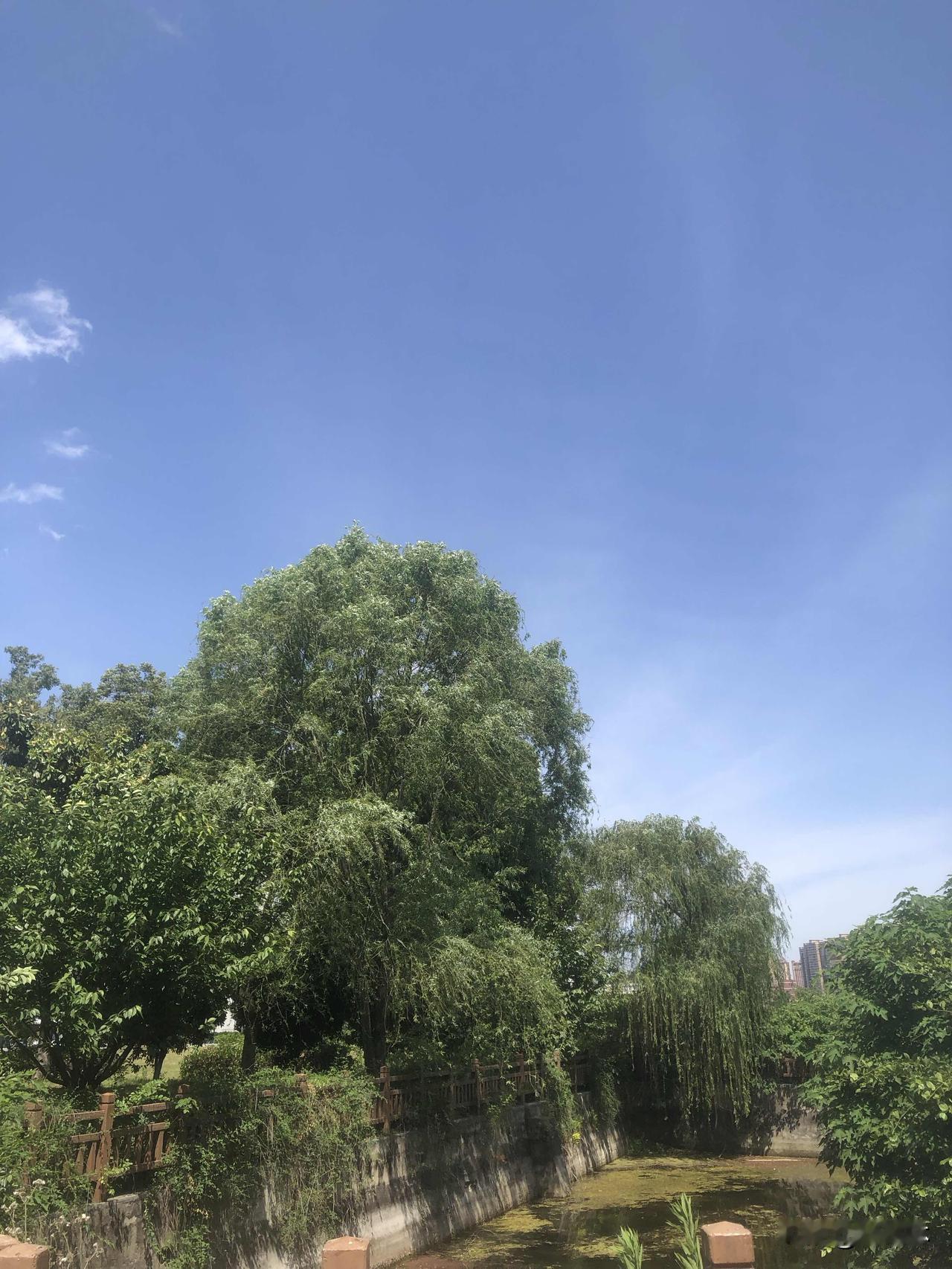 随手拍一张你所在城市的蓝天景色常州晴空万里，天蓝得干净透亮，没有多余杂云。梧桐河