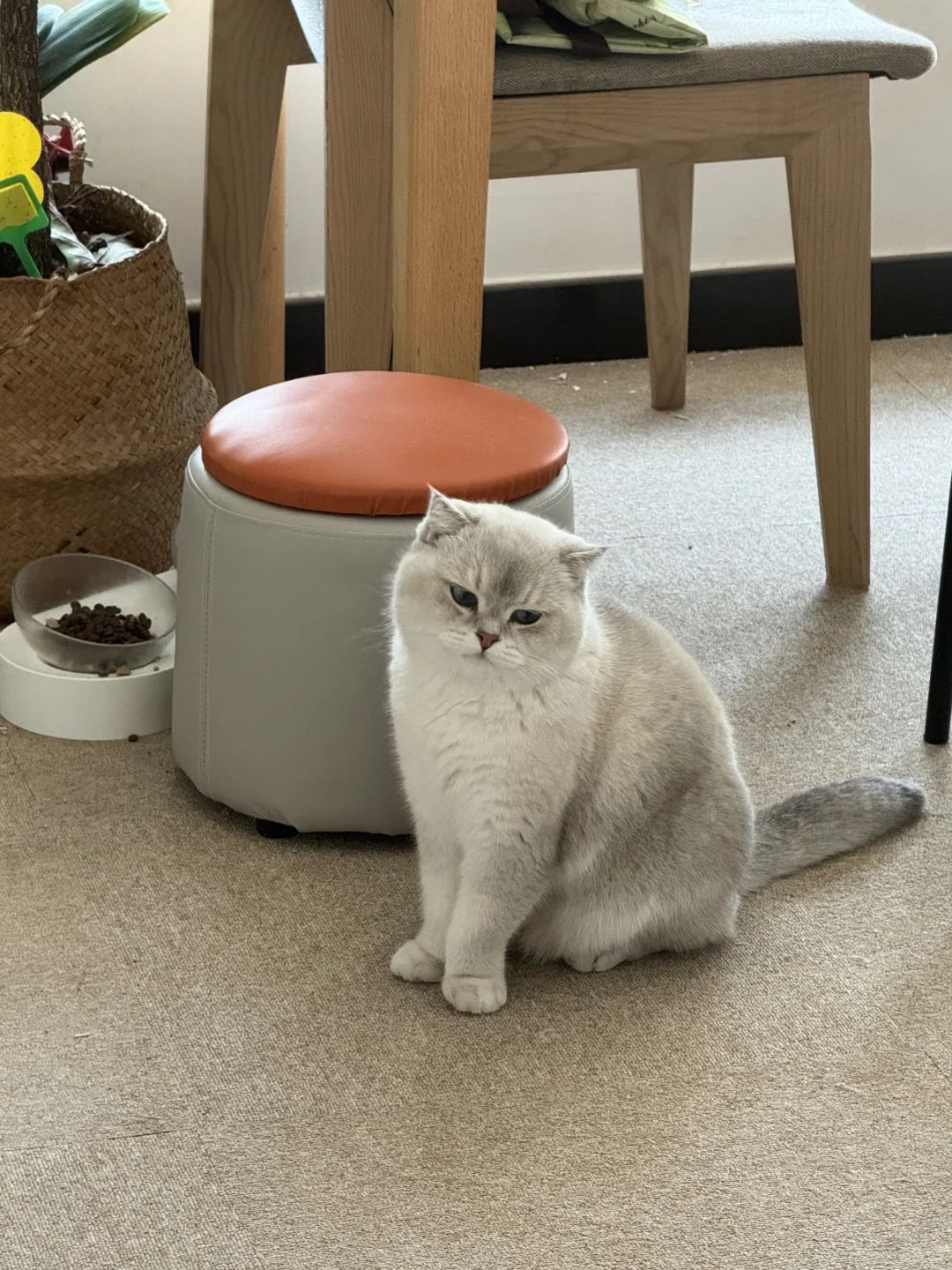 冬天来了，艾特喜欢的人给你生美拉德小猫