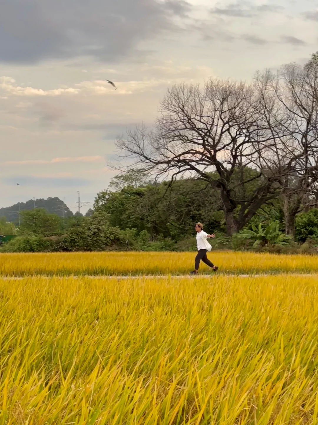 11.9广州夏良稻田还有哟，更加金黄啦🤩可冲