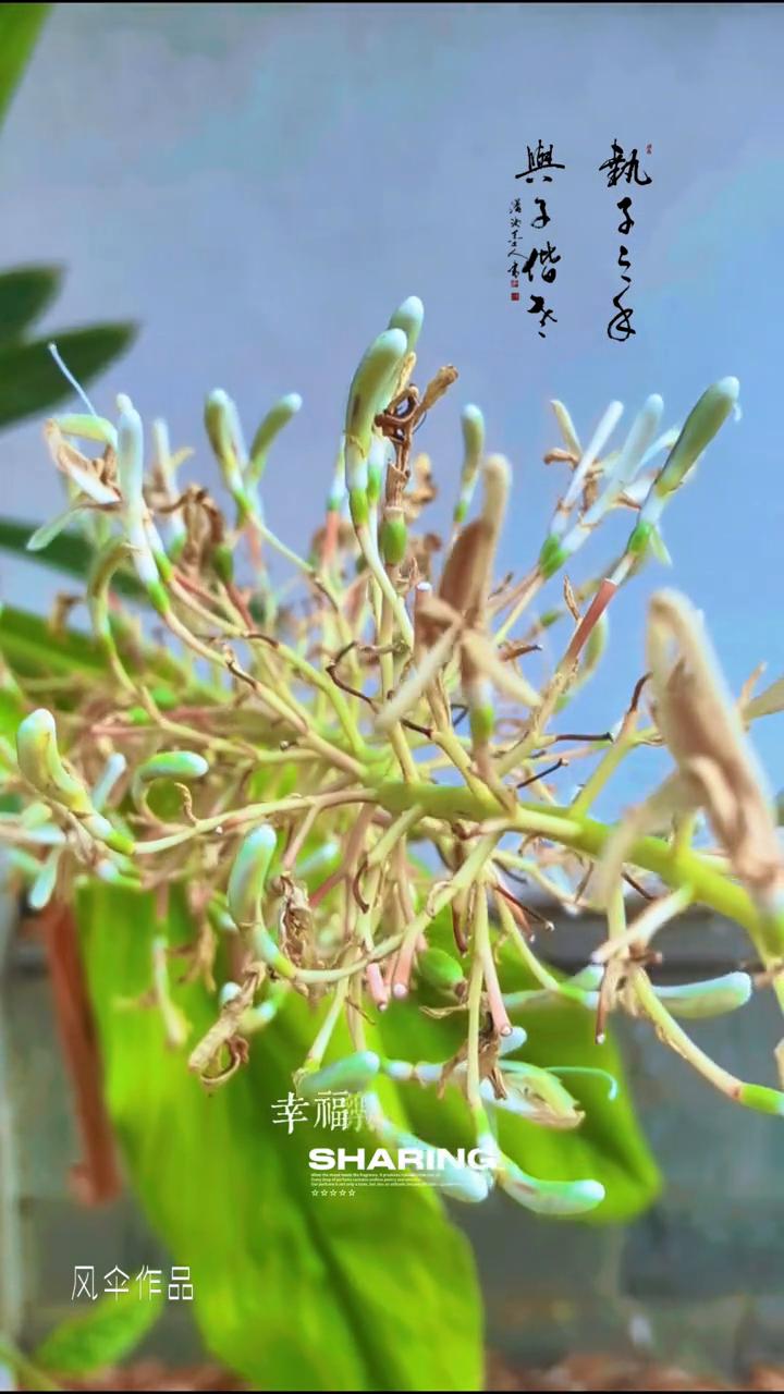 住区拍到的野山姜花。
春色人像来，花香撰面开。春风多自在，幸福乐开怀。一步步地向
