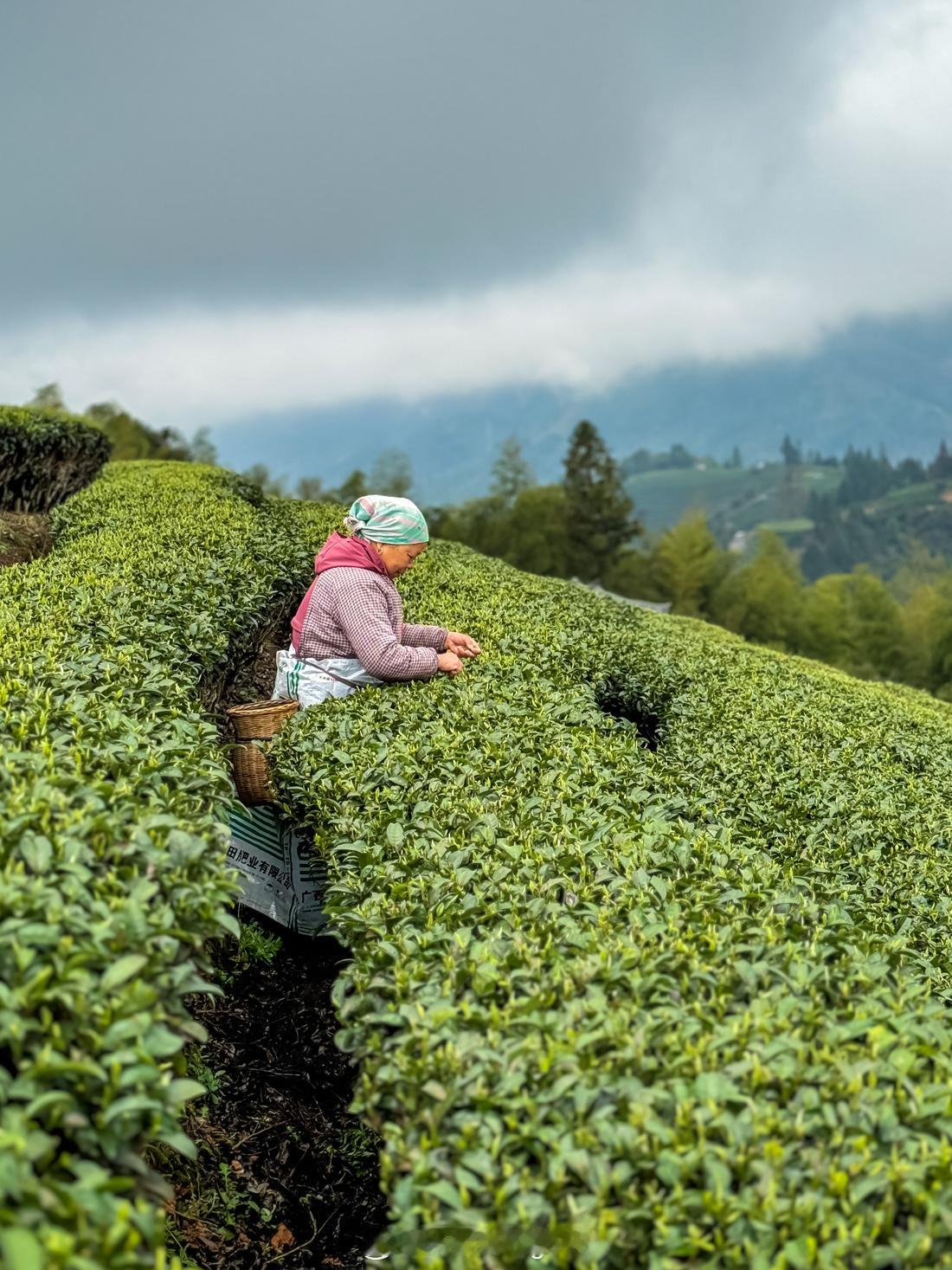 三江早春茶，素有“中国早春第一茶”的美誉，其“早、特、鲜、香”的特质，令无数茶客