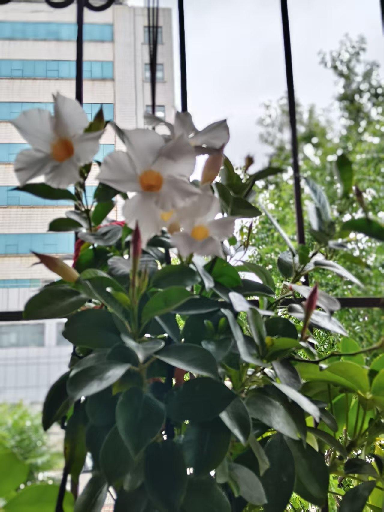 给我看看你们相册里的花手机镜头下随手拍的花卉。