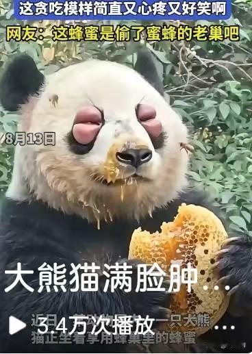 都说美食面前，啥都顾不上，这话放在大熊猫身上也同样好使。
 这只大熊猫看见香甜的