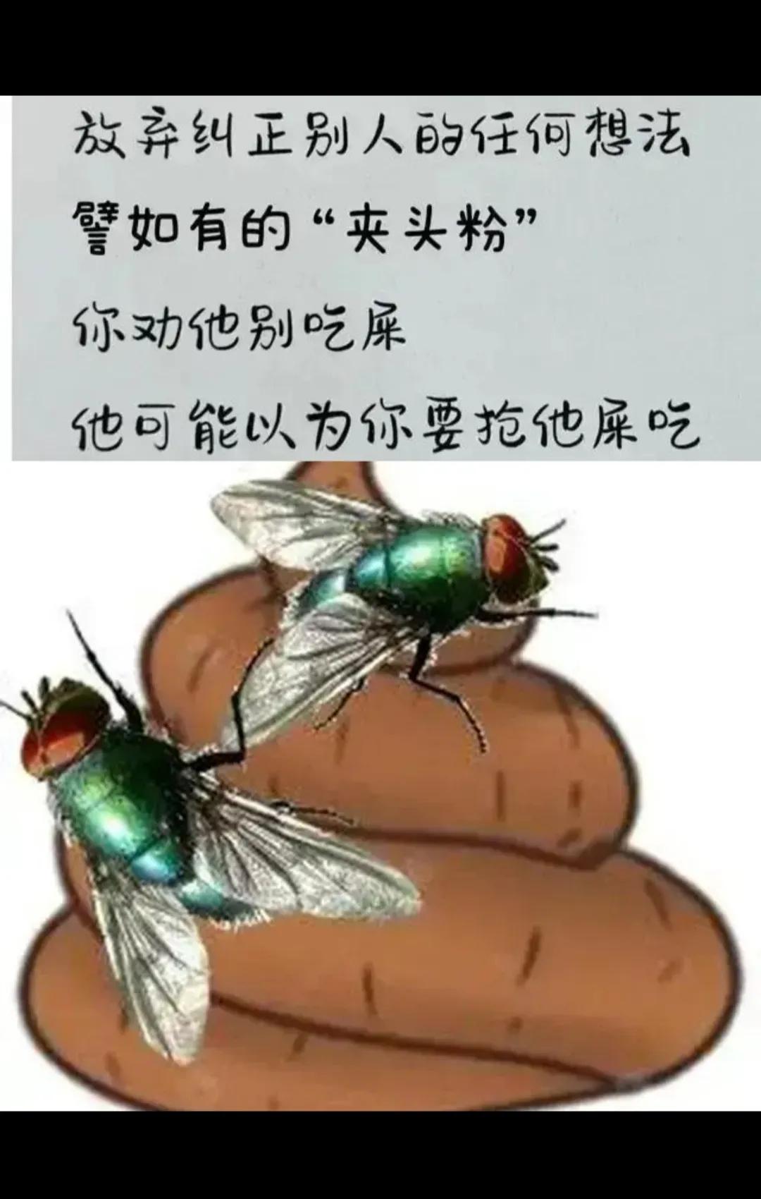 #哈马斯谴责以色列袭击黎巴嫩#
蚊子🦟嘤嘤嘤，苍蝇 嗡嗡嗡，
拍死就完了！我这