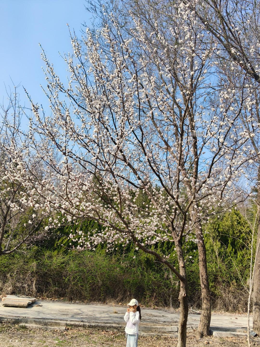 闲田无人耕，也不能交给兄弟耕


姑爷爷家住在栖霞农村，那里是苹果之乡，他也种了