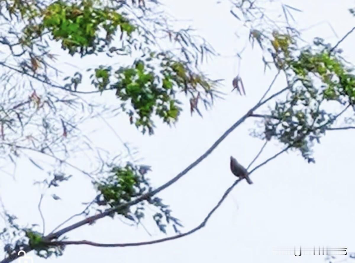 今年春天最想实现的心愿枝叶在浅白天幕下舒展，绿意裹着细枝轻晃。一只雀鸟栖在横枝上