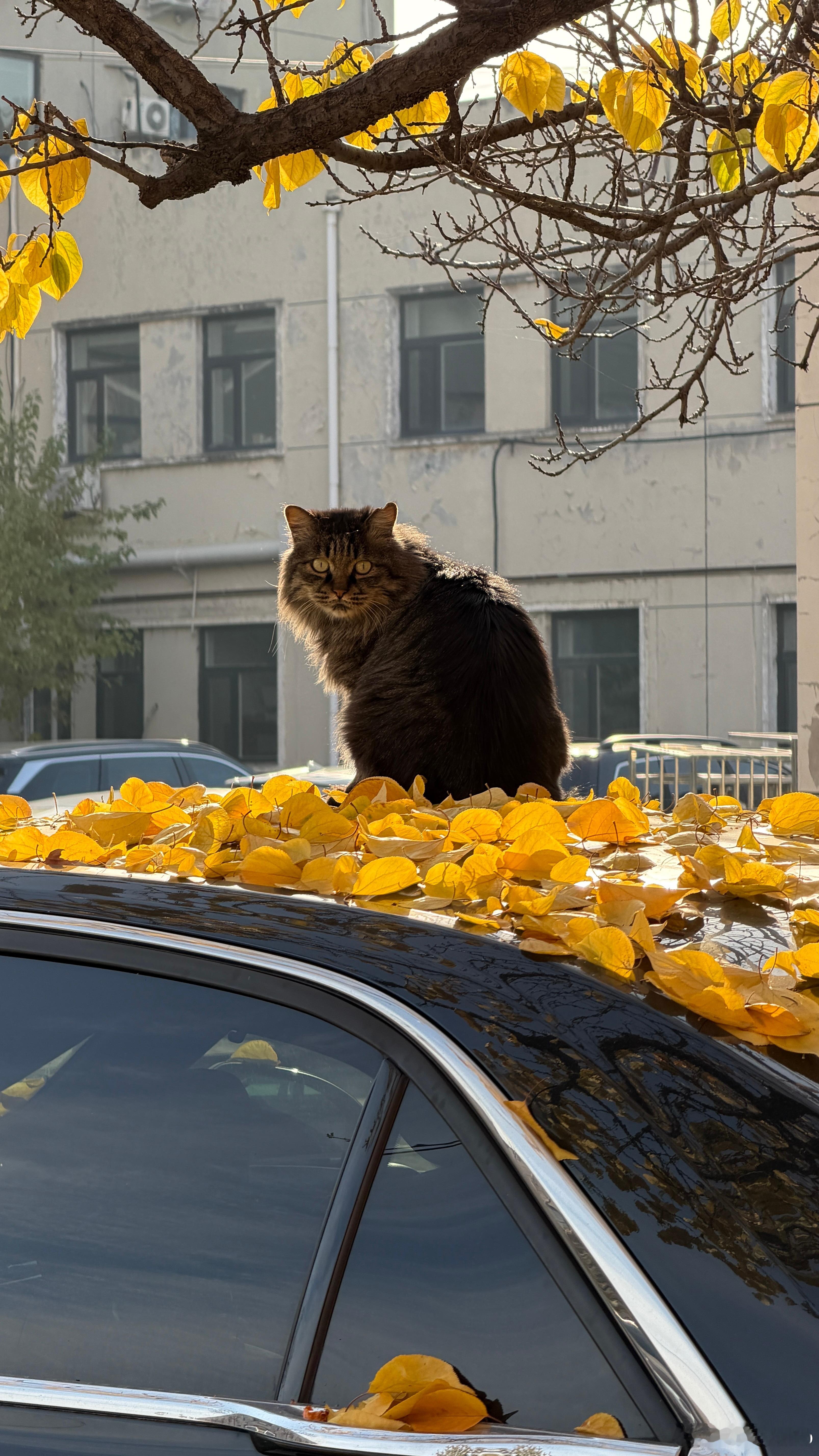 你挺会找地儿晒太阳啊