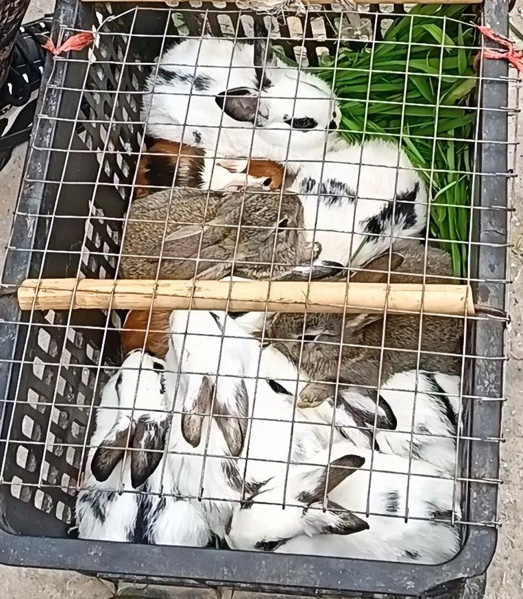 有的小兔子凑在青草边小口啃着，有的缩在同伴怀里眯着眼，圆滚滚的身子挤在笼中，反倒