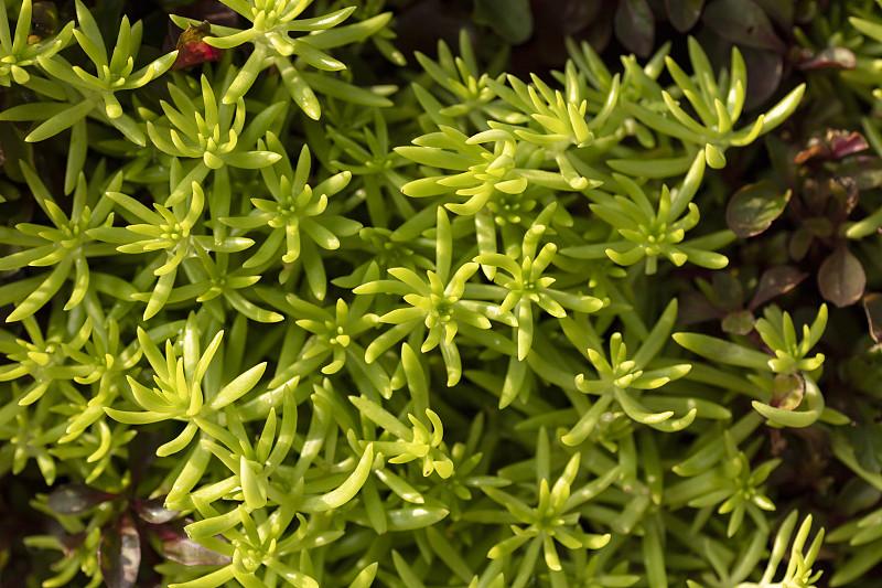 雨天的佛甲草是不是挺小清新的呢?是的，雨天的佛甲草真的特别小清新～
 
细密的嫩