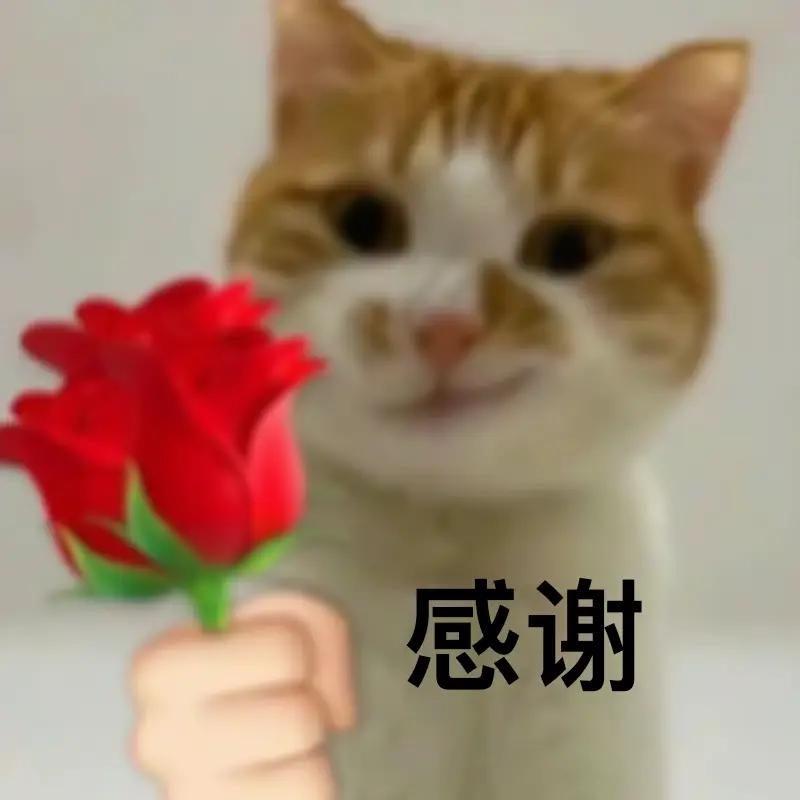 看动物嬉戏真的太治愈了！之前在津城动物园赶上春雨绵绵，那场景简直绝了。天鹅在鸟语