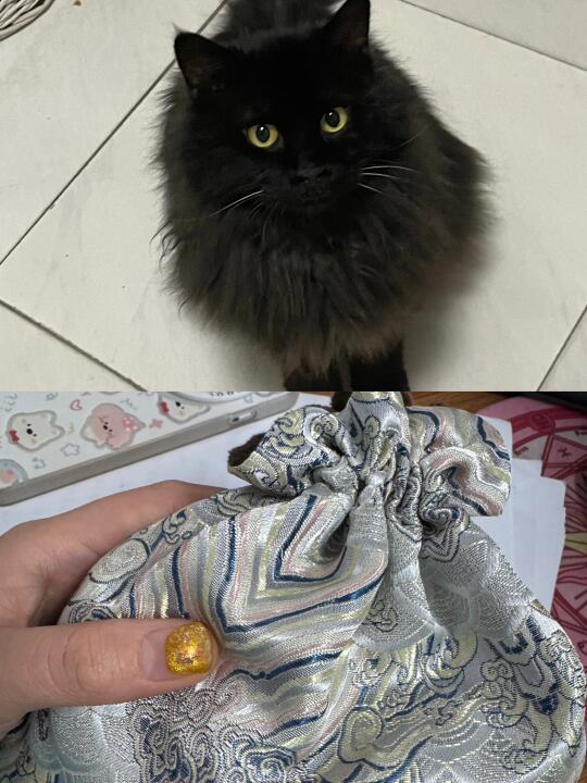 我捡的第一个猫变成了一把骨灰。