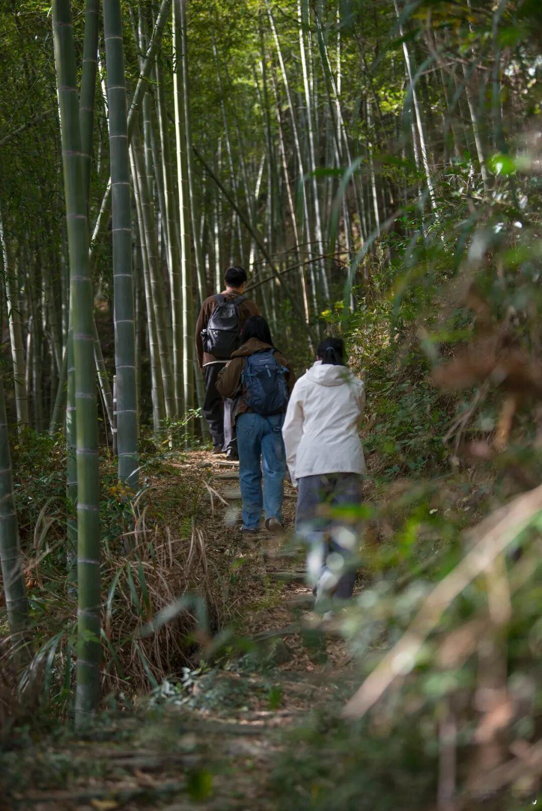 宁波这条小众赏秋路线藏着古树群天花板避开人潮，奔赴宁波深秋秘境！畈头 — 大山 