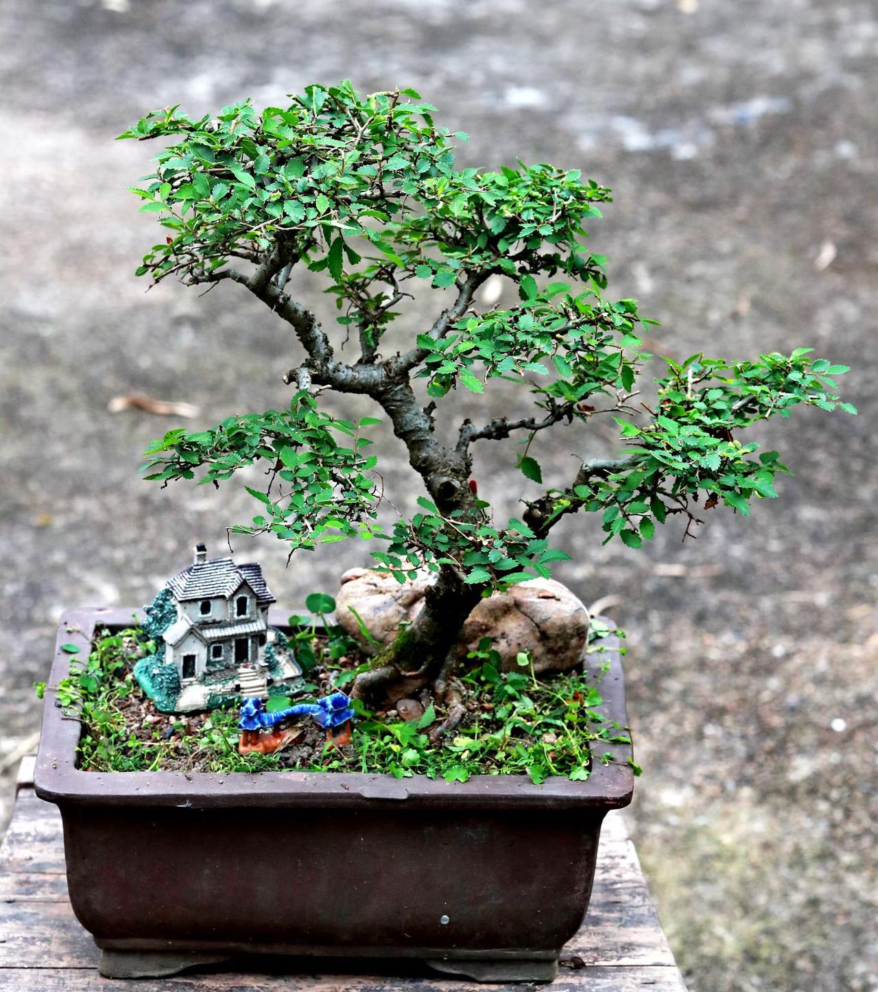 盆景……