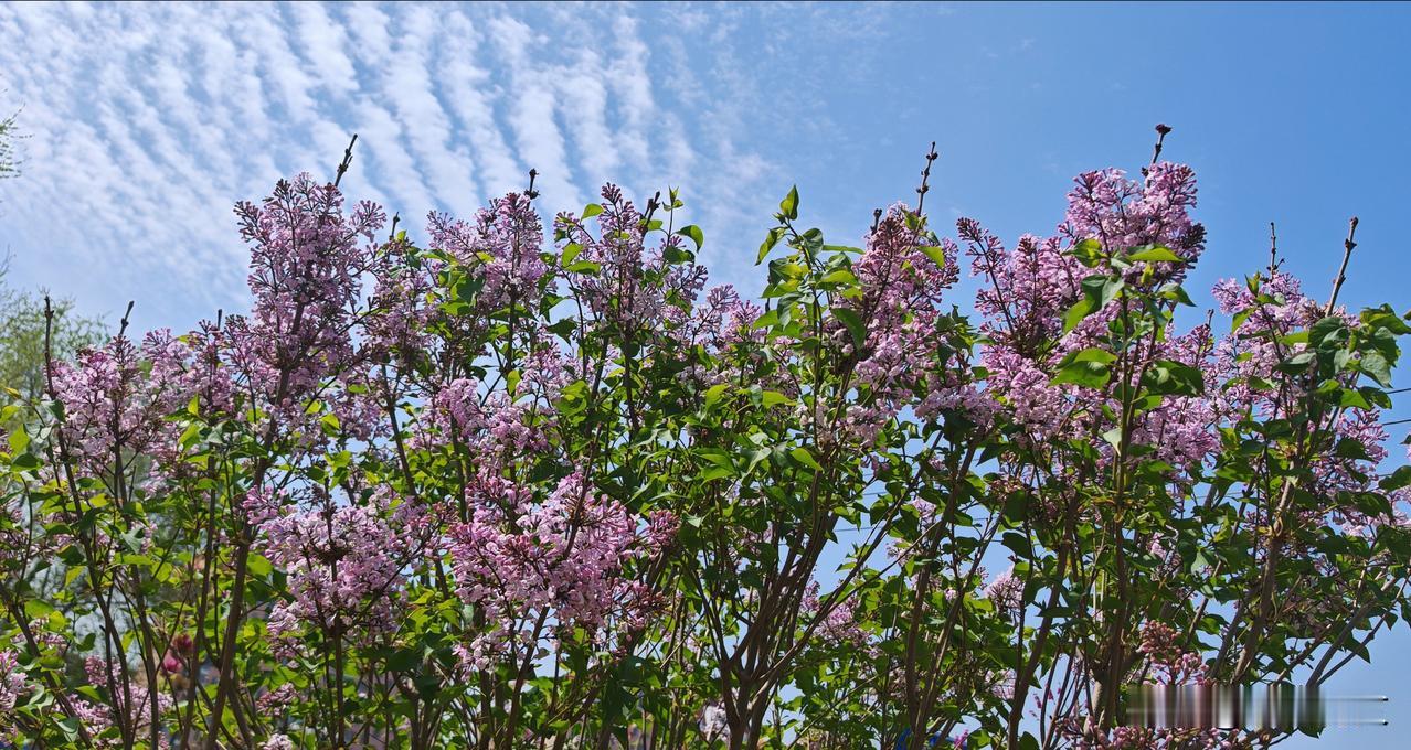 晒图笔记大赛路边随拍丁香花
