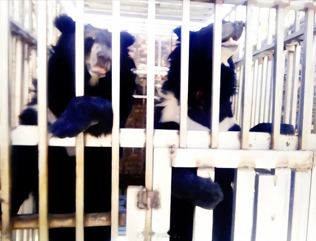 黑幕太揪心了，泰国军队在泰柬边境的特莫达赌场执行清剿任务，结果在赌场废墟里听到了