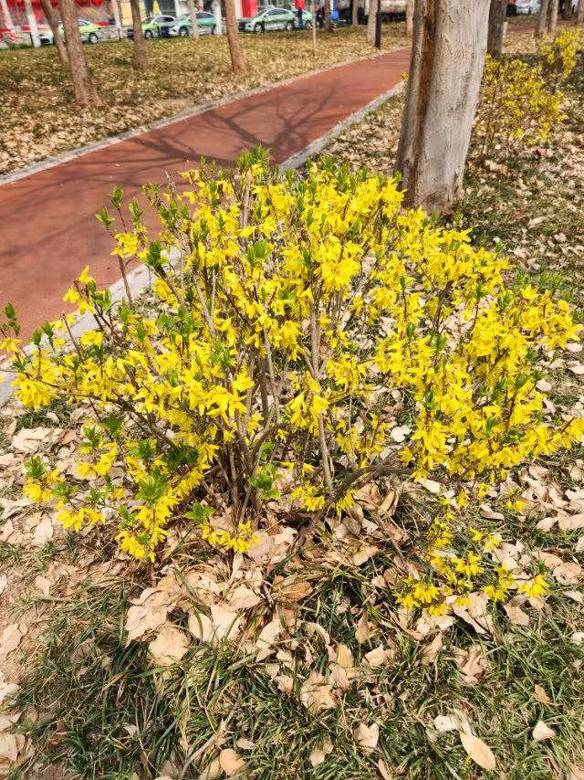 春日路边那一簇簇的迎春花像俏丽的姑娘，穿上了节日的盛装。
路边的迎春花盛开的十分