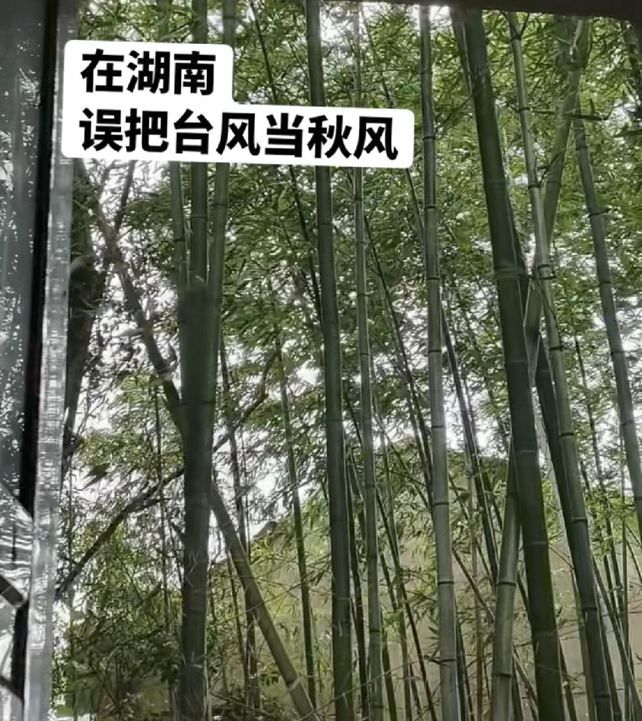 湖南人的第一个秋天
是台风给的
别的地方的台风是破坏力很强
台风到了湖南
直接成